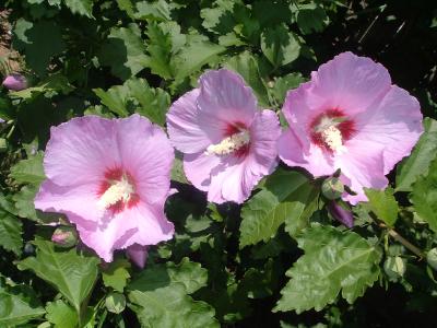 RE: Pruning a Hibiscus