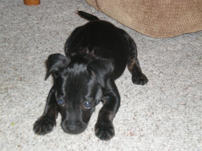 RE: Miniature Pincher / Chihuahua Mix