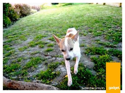 RE: Miniature Pincher / Chihuahua Mix