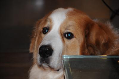 RE: Gordi (Bernese Mountain Dog/Great Pyrenees)