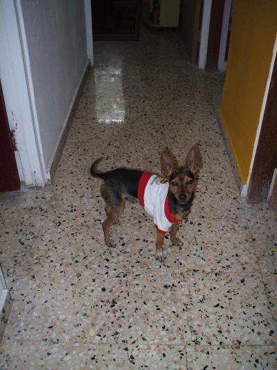 RE: Miniature Pincher / Chihuahua Mix