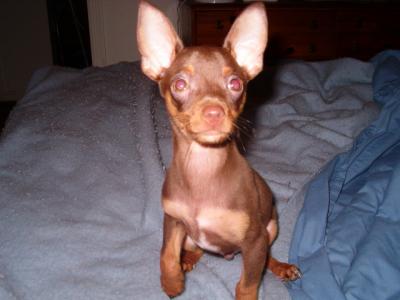 RE: Miniature Pincher / Chihuahua Mix