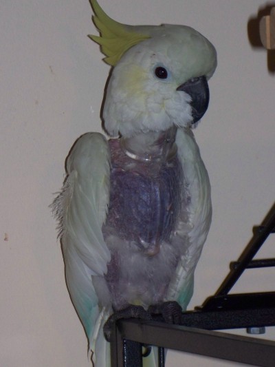 RE: Parakeet Is Losing Its Feathers