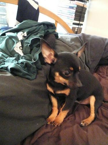 RE: Miniature Pincher / Chihuahua Mix