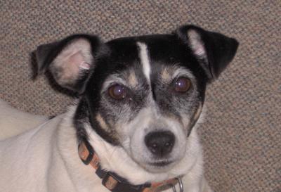 RE: Homemade Dog Food Recipes