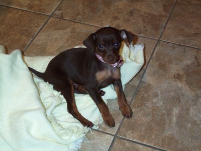 RE: Miniature Pincher / Chihuahua Mix