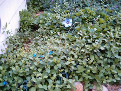RE: Ground Cover Advice