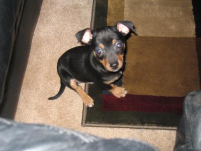 RE: Miniature Pincher / Chihuahua Mix