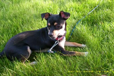 RE: Miniature Pincher / Chihuahua Mix