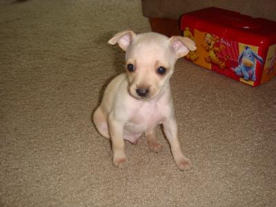 RE: Miniature Pincher / Chihuahua Mix