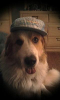 RE: Gordi (Bernese Mountain Dog/Great Pyrenees)