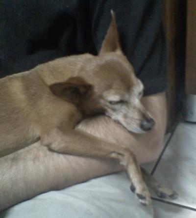 RE: Miniature Pincher / Chihuahua Mix