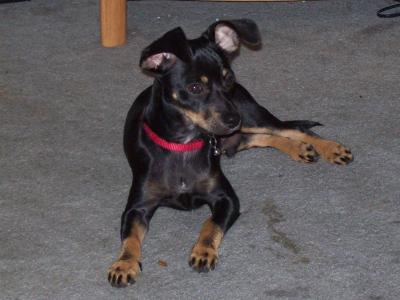 RE: Miniature Pincher / Chihuahua Mix