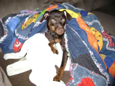 RE: Miniature Pincher 