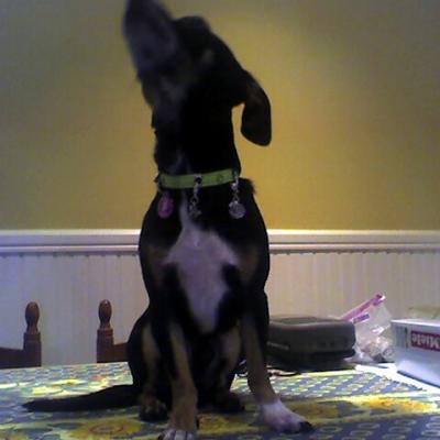 RE: Homemade Dog Food Recipes