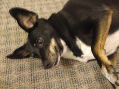 RE: Miniature Pincher / Chihuahua Mix