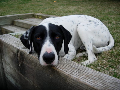 German Shorthair Pointer Breed Information And Photos Thriftyfun