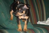 RE: Miniature Pincher / Chihuahua Mix