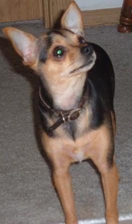 RE: Miniature Pincher / Chihuahua Mix