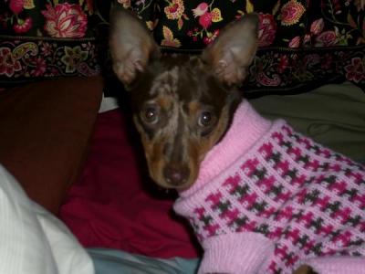 RE: Miniature Pincher / Chihuahua Mix