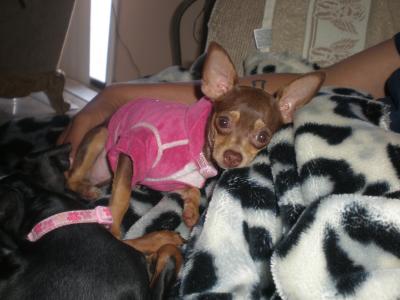 RE: Miniature Pincher / Chihuahua Mix