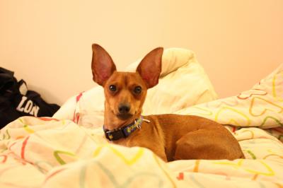 RE: Miniature Pincher / Chihuahua Mix