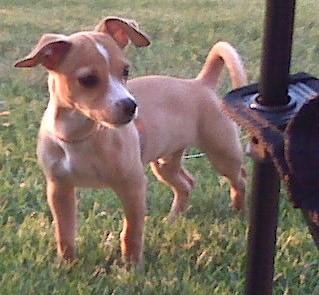 RE: Miniature Pincher / Chihuahua Mix