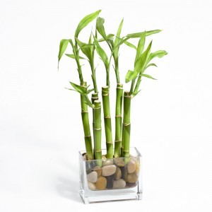 Image result for potted Bamboo