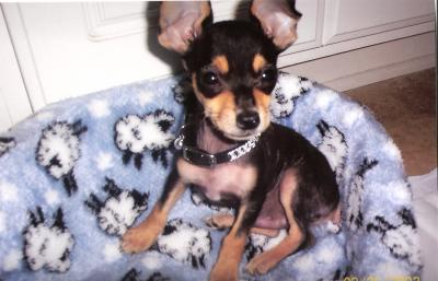 RE: Miniature Pincher / Chihuahua Mix