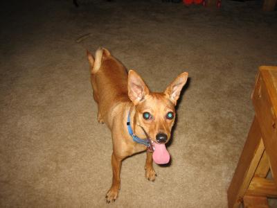 RE: Miniature Pincher / Chihuahua Mix