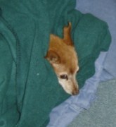 RE: Miniature Pincher / Chihuahua Mix