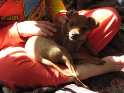 RE: Miniature Pincher / Chihuahua Mix