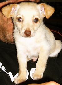 RE: Miniature Pincher / Chihuahua Mix