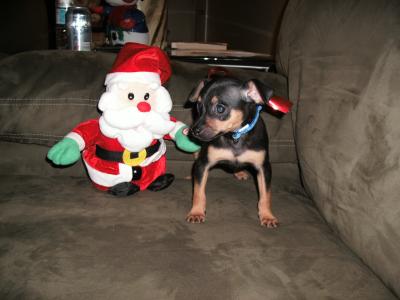 RE: Miniature Pincher / Chihuahua Mix