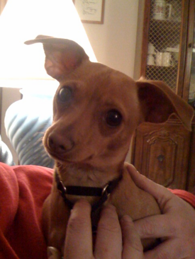 RE: Miniature Pincher / Chihuahua Mix