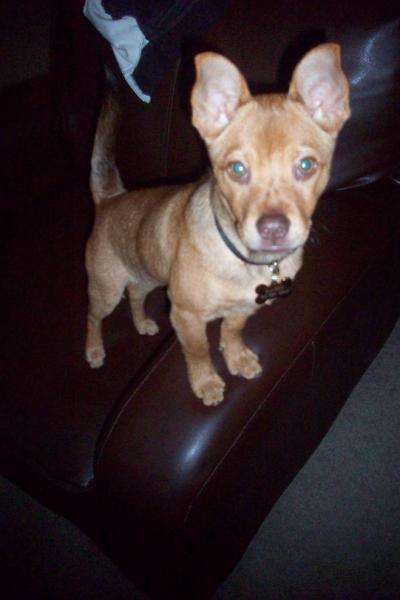 RE: Miniature Pincher / Chihuahua Mix