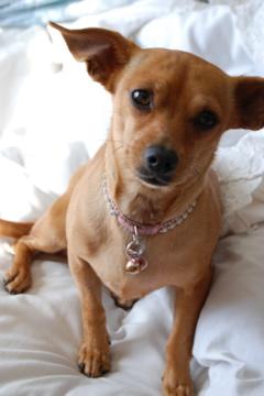 RE: Miniature Pincher / Chihuahua Mix