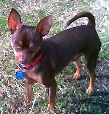 RE: Miniature Pincher / Chihuahua Mix