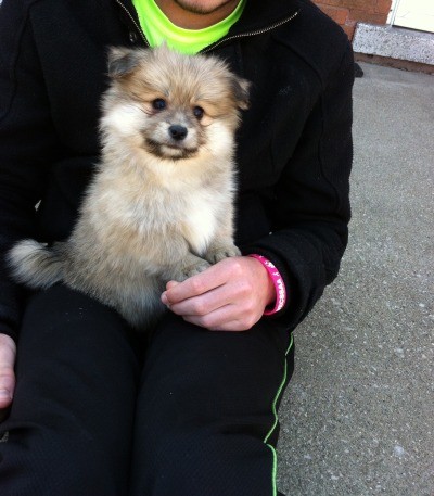 do pomeranian shih tzu mix shed pom shih tzu mix breed thriftyfun do pomeranian shih tzu mix shed pom shih tzu mix breed thriftyfun