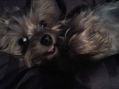 RE: Homemade Dog Food Recipes