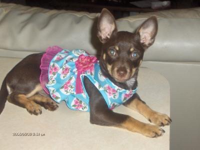 RE: Miniature Pincher / Chihuahua Mix