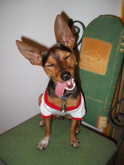 RE: Miniature Pincher / Chihuahua Mix