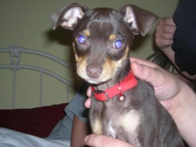 RE: Miniature Pincher / Chihuahua Mix