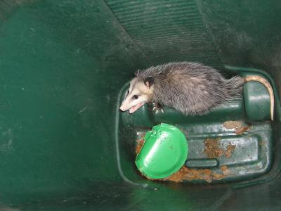 RE: Getting Rid Of Opossums