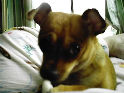 RE: Miniature Pincher / Chihuahua Mix