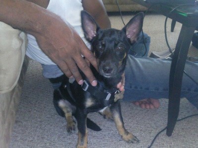 RE: Miniature Pincher / Chihuahua Mix