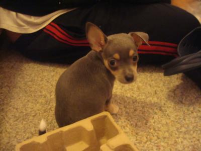 RE: Miniature Pincher / Chihuahua Mix