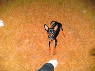 RE: Miniature Pincher / Chihuahua Mix