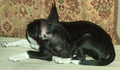 RE: Miniature Pincher / Chihuahua Mix