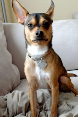 RE: Miniature Pincher / Chihuahua Mix